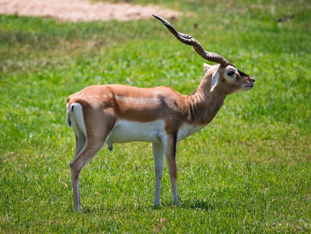 Afbeelding van impala mannetje (aepyceros melampus) op de achtergrond van de natuur. wilde dieren.