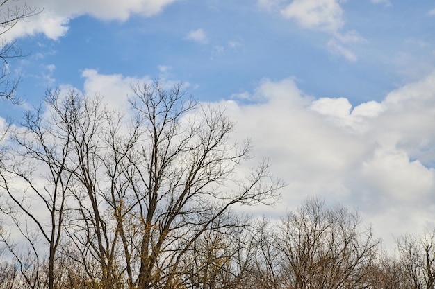 Afbeelding van kale bomen in het winterbos met bewolkte en blauwe lucht