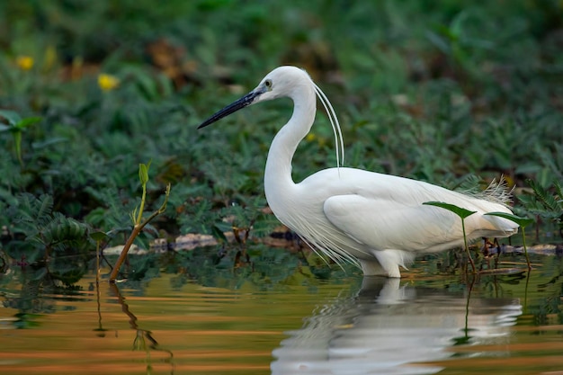 Afbeelding van kleine zilverreiger Egretta garzetta op zoek naar voedsel in het moeras op natuur achtergrond Bird Animals