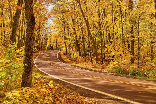 Afbeelding van kronkelende asfaltweg in een geel bos met links een boom die opvalt