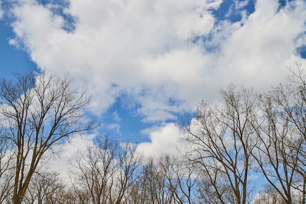 Afbeelding van Landschap van winterbomen kaal tegen bewolkte hemel