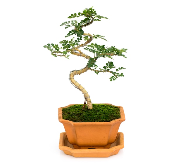 Afbeelding van mini bonsai in de potboom op wit