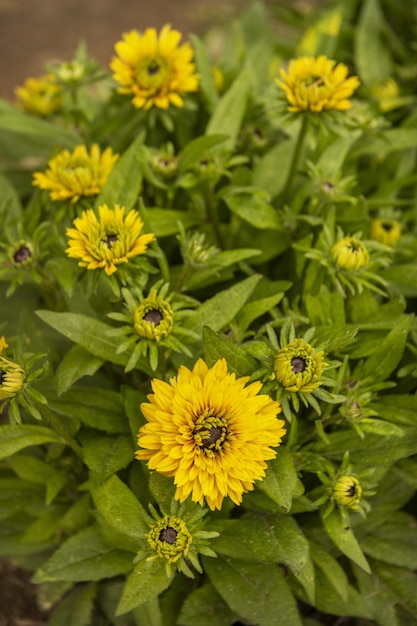 Afbeelding van mooie gele bloemen