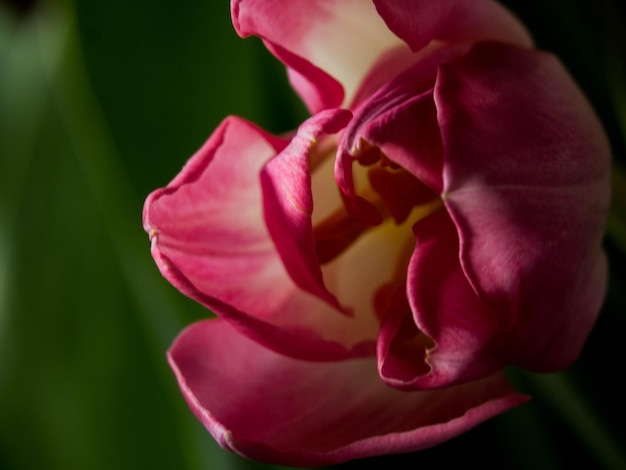 Afbeelding van mooie tulpen op een groene achtergrond