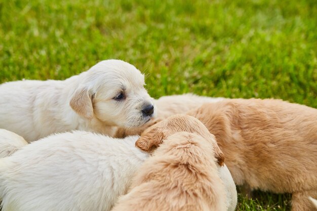 Afbeelding van nestje golden retriever-puppy's van crème en bruin