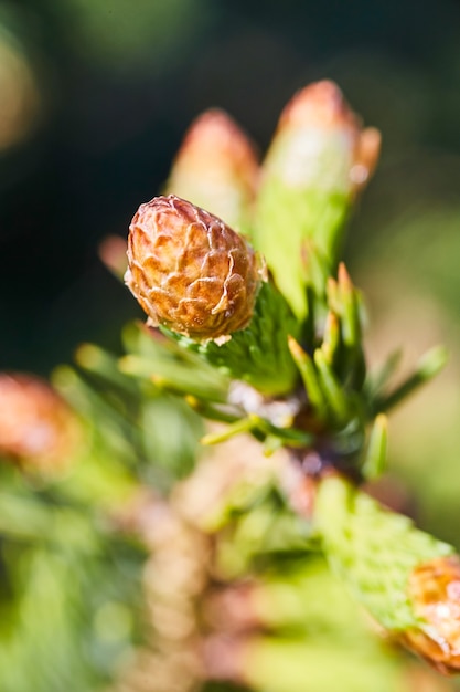 Afbeelding van ontluikende dennenappel in de lente