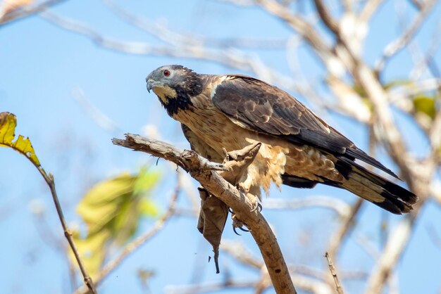 Afbeelding van oosterse wespendief vogel op een boomtak op natuur achtergrond hawk animals