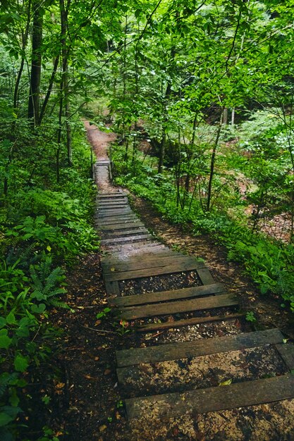 Afbeelding van Pittoresk pad door de bossen van de promenade die naar beneden leidt