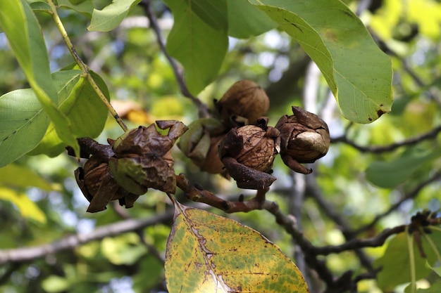 Afbeelding van rijpe walnoten die nog steeds vastzitten aan een boomtak tussen groene bladeren