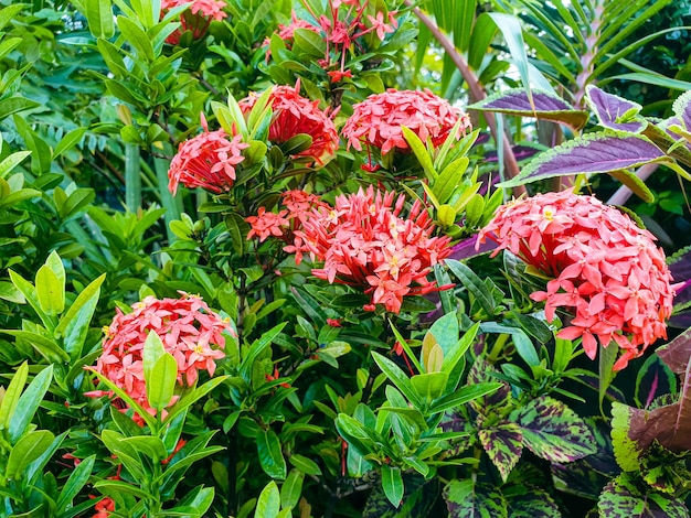 Afbeelding van rode bloemen in een kleurrijk landschap formele prachtige tuin