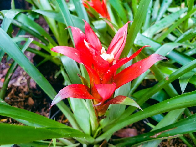 Afbeelding van rode bloemen in een kleurrijke landschapstuin