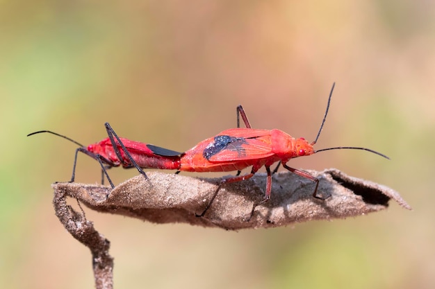 Afbeelding van rode katoenen bug Dysdercus cingulatus op het blad Insect Animal Pyrrhocoridae