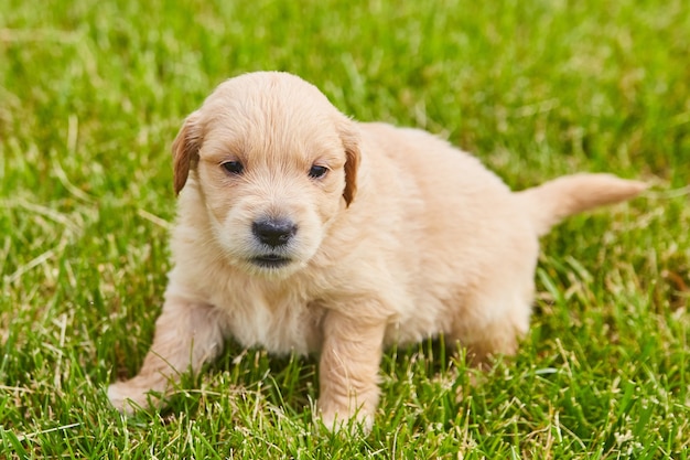 Afbeelding van schattige lichtbruine golden retriever die in groen gras rust