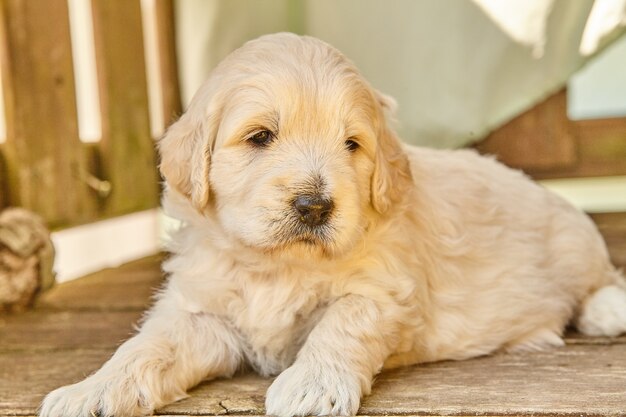 Afbeelding van schattige witte Goldendoodle-puppy die op houten planken ligt