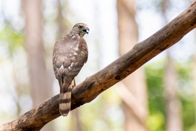 Afbeelding van Shikra Bird Accipiter badius op een boomtak op de achtergrond van de natuur Dieren