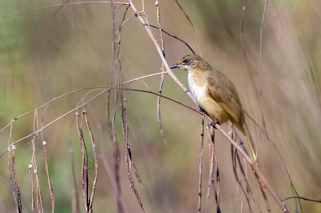 Afbeelding van streak-eared bulbul vogels op de natuur. (Pycnonotus blanfordi)