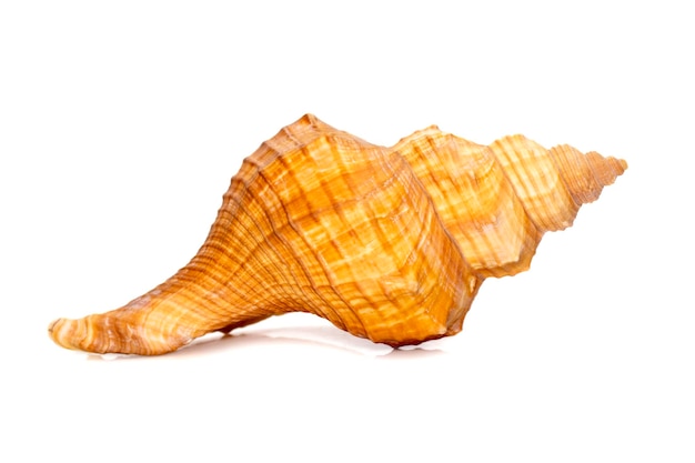 Afbeelding van trapezium paard conch gestreepte fox conch zeeschelp pleuroploca trapezium. zeeschelpen