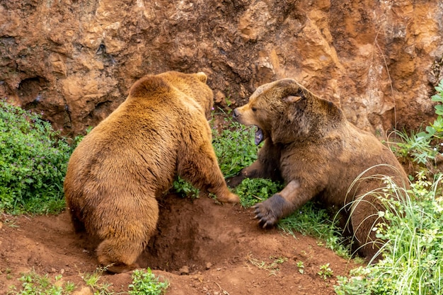 Afbeelding van twee beren die vechten om territorium