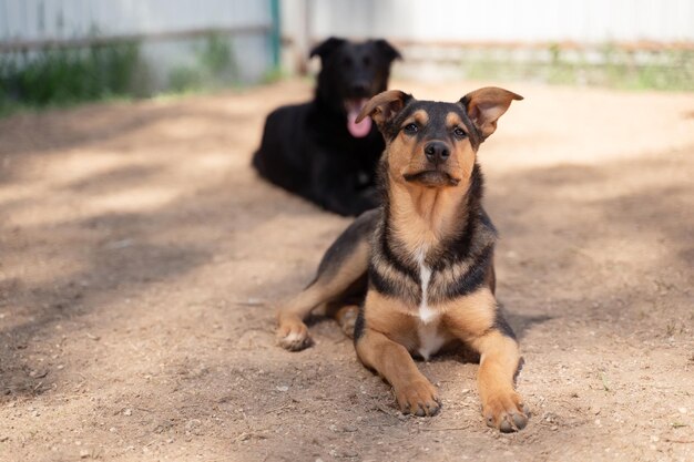 Afbeelding van twee honden die in de tuin zitten