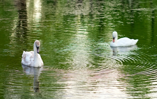 Afbeelding van twee zwanen op het stadsmeer