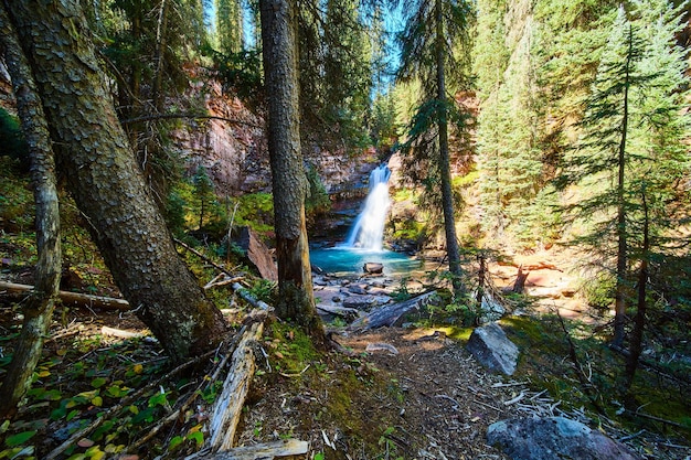 Afbeelding van Uitzicht direct achter grote pijnbomen met een pad dat leidt naar een geheime waterval verscholen in de kloof