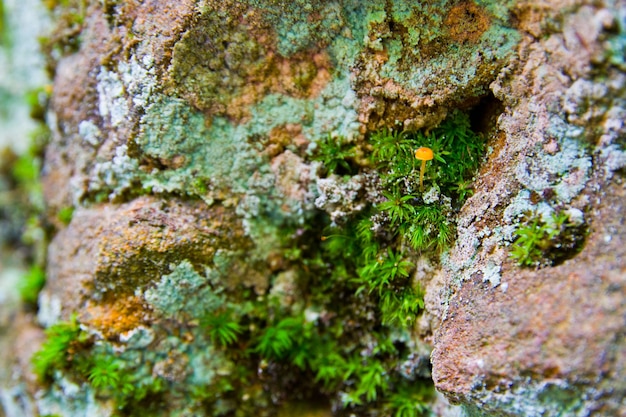 Afbeelding van Veel gekleurd mos op een bruine rots