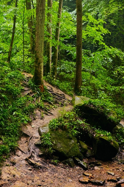 Afbeelding van Weelderig groen bos met onverharde paden rond bemoste rotsen