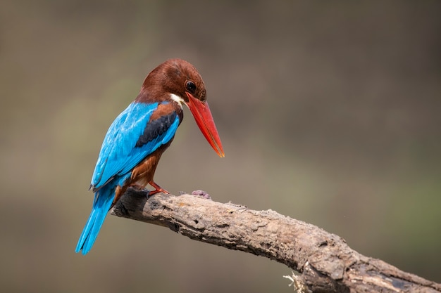 Afbeelding van White-throated Kingfisher (Halcyon smyrnesis) op tak op de achtergrond van de natuur. Vogel. Dieren.