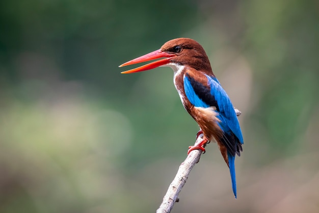 Afbeelding van White-throated Kingfisher (Halcyon smyrnesis) op tak op de achtergrond van de natuur. Vogel. Dieren.