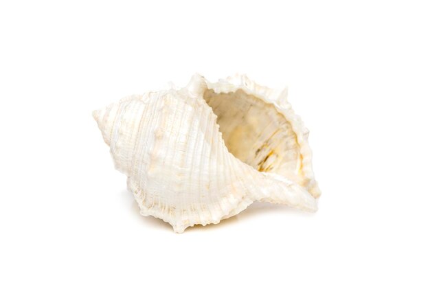 Afbeelding van witte schelpschelpen op een witte achtergrond undersea animals sea shells