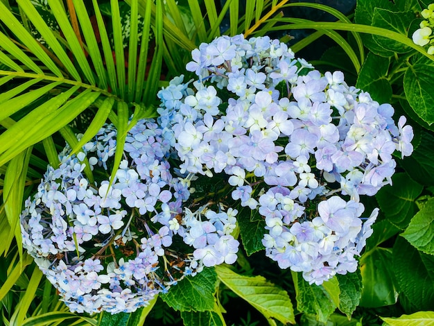 Afbeelding van zilveren bloemen in een kleurrijk landschap formele prachtige tuin