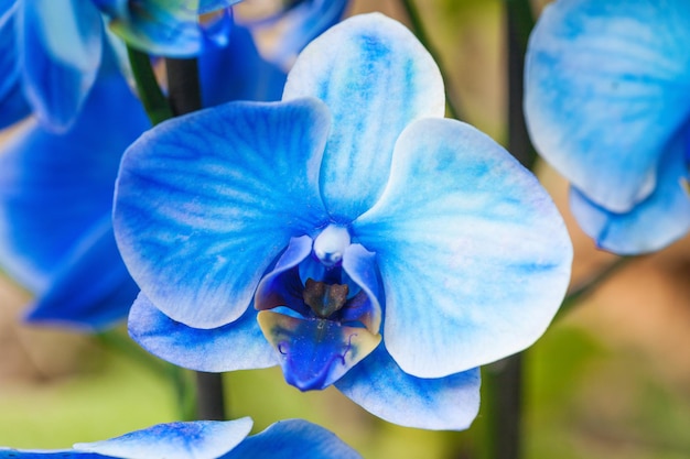 Afbeeldingen van blauwe orchideeën