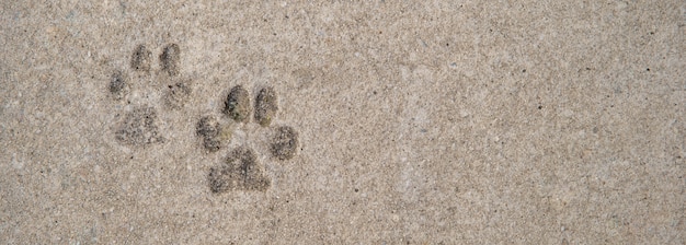 Foto afdruk van hondenpoten op beton