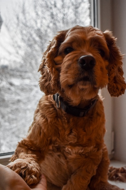 Photo affectionate dog cocker spaniel