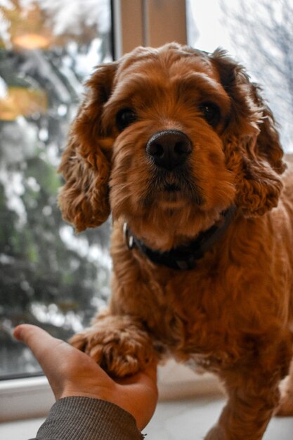 愛情深い犬のコッカースパニエル