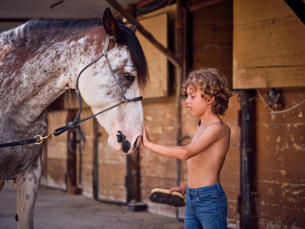 Affectionate kid in blue jeans standing at old wooden paddock and carefully touching head of spotty equine