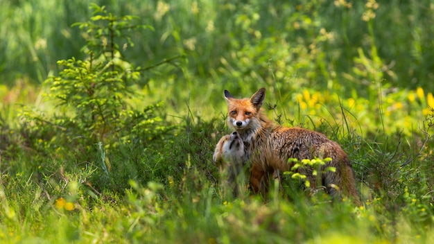 Affectionate red fox cub snuggling to mother on green meadow at sunrise