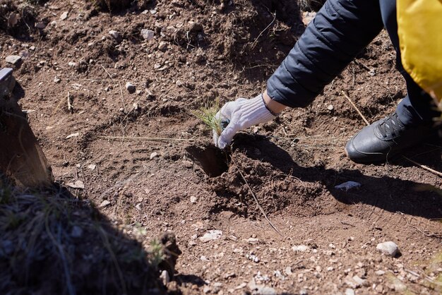 Afforestation and regrow forests young pine planted regrowth on plot with sandy soil pine sapling sm