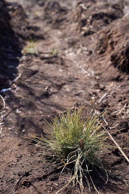 Afforestation and regrow forests Young pine planted regrowth on plot with sandy soil pine sapling Small trees in summer