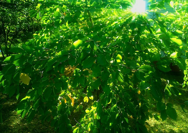 Afgelopen zomer groene bladeren lichte lekkage achtergrond