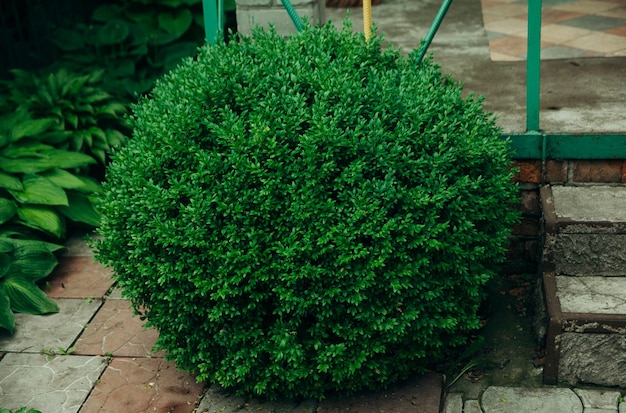 Afgeronde groene struik in de buitentuin