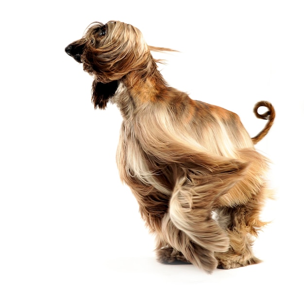 Afghaanse honden springen op een witte achtergrond