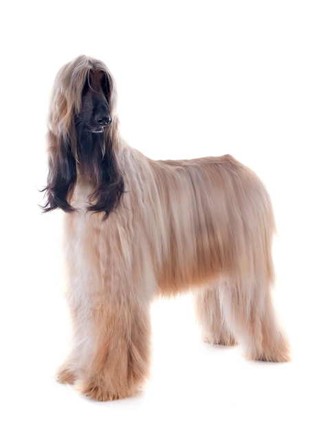 Photo afghan dog