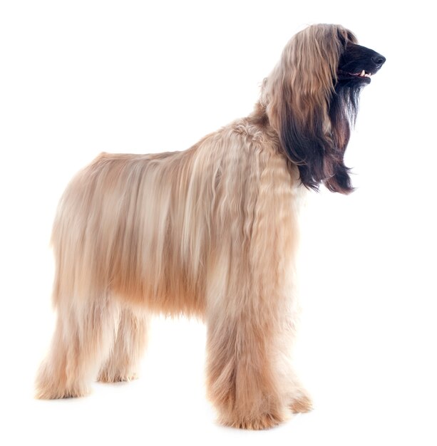 afghan dog