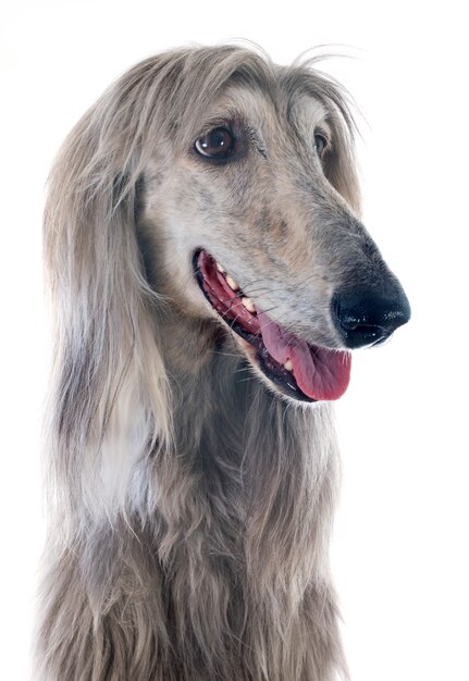 afghan dog