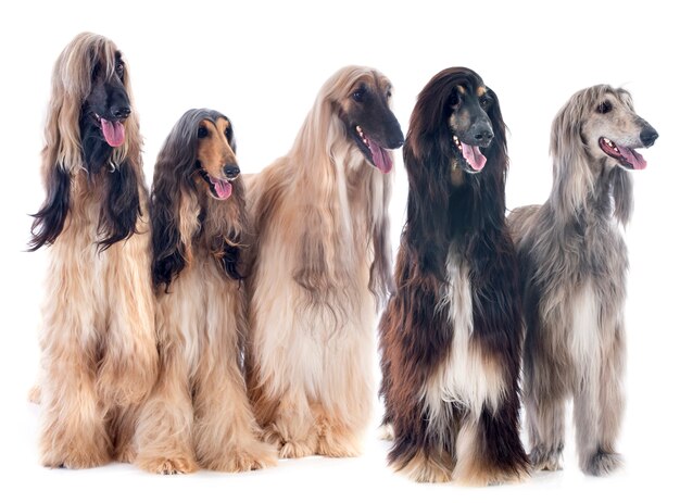 afghan dogs