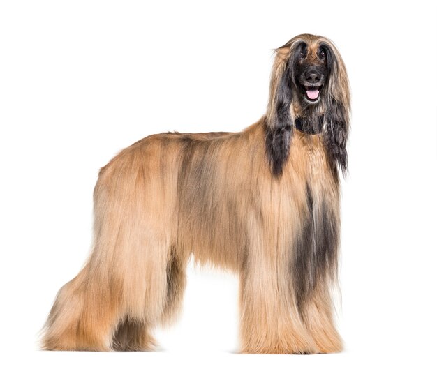 Photo afghan hound standing against white background