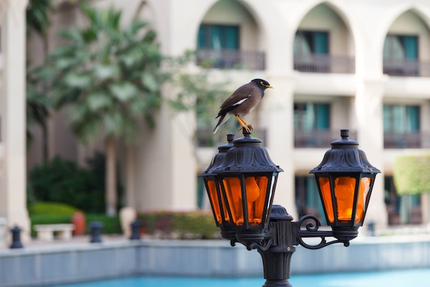 Afghan yellow-legged Starling in the city