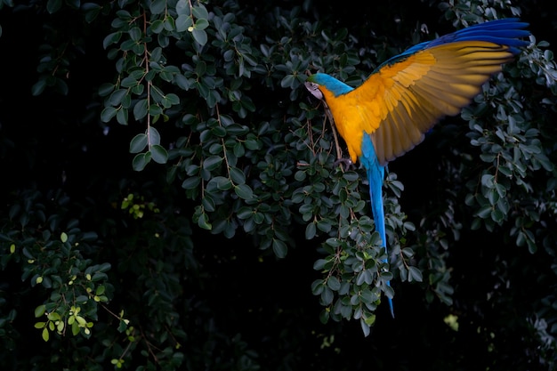 写真 アフリカコンゴウインコの木