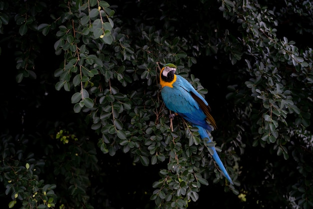 Africa macaw on tree